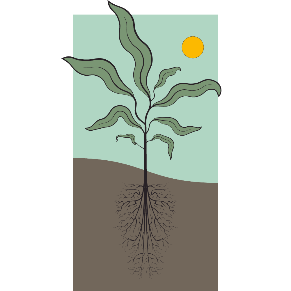 A plant's leaves reach toward the sun, while the roots grow deeper and more complex beneath the surface